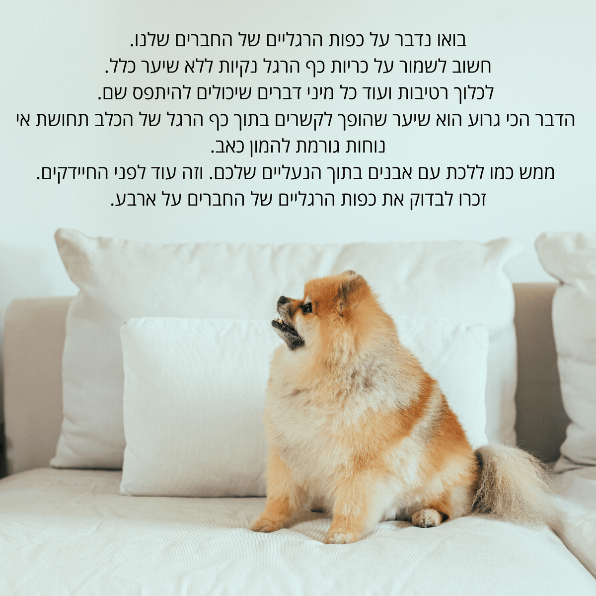 Vira Paw™ | מכונת תספורת שקטה לכלבים וחתולים